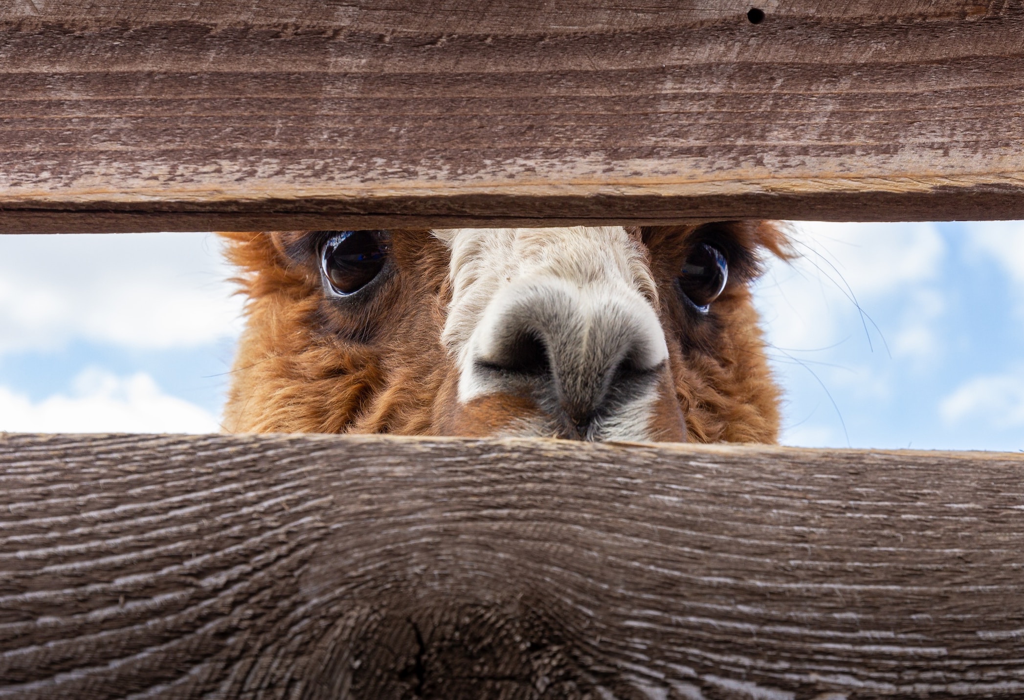 Meta launches Llama 2 open-source LLM - Companies - News